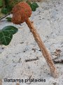 Battarrea phalloides-amf267